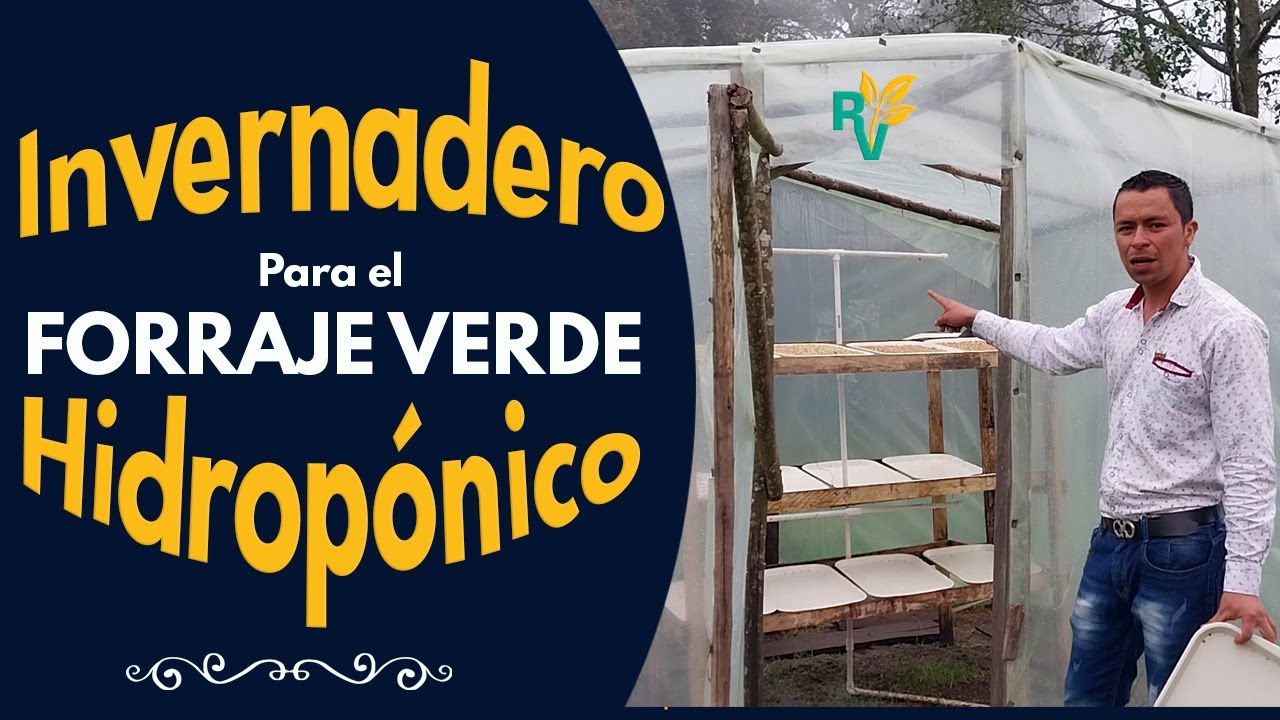 Invernadero para forraje verde hidropónico FVH | Respondiendo Dudas