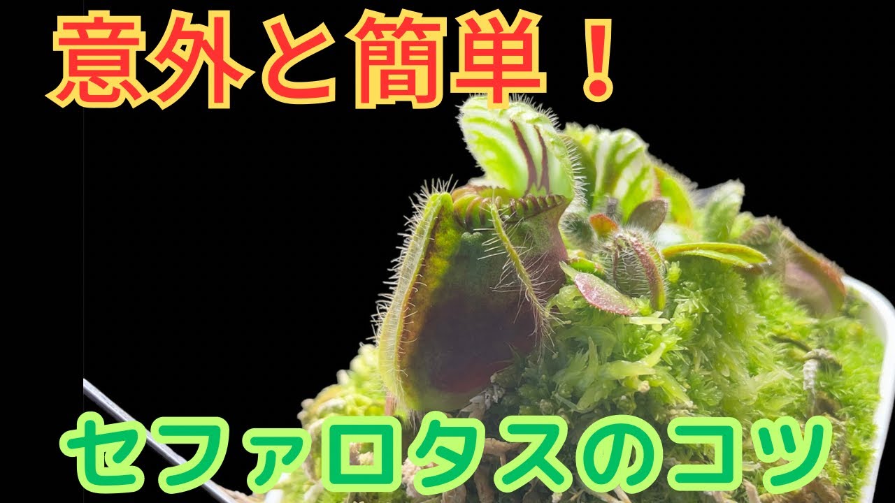 ［難しい？］食虫植物セファロタスのコツ　そしてチャンネル登録300人ありがとうございます！