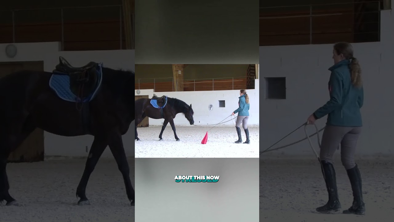 Don't do THIS if you have a sensitive/spooky horse #horsetraining #horseriding #groundwork #horses
