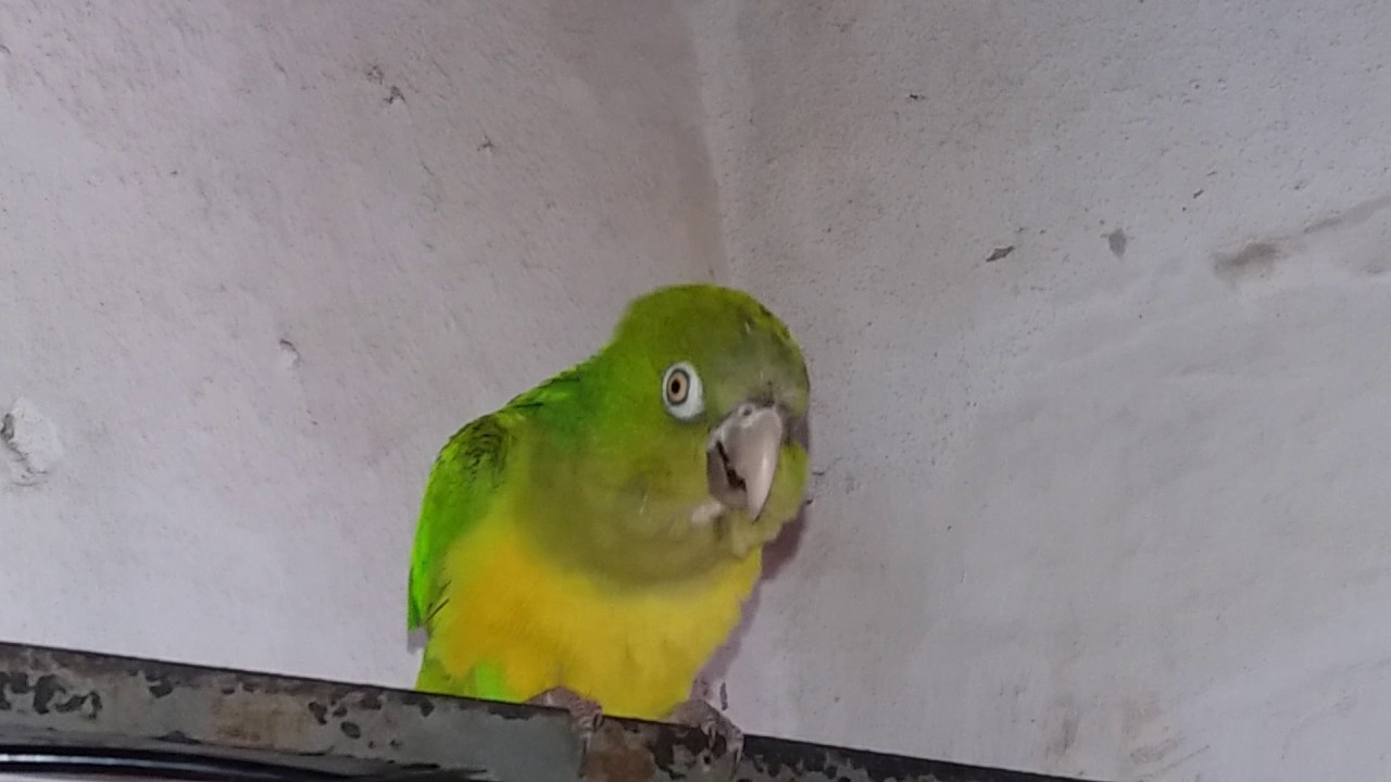 Periquito Verde  'Dan&ccedil;a do louro'