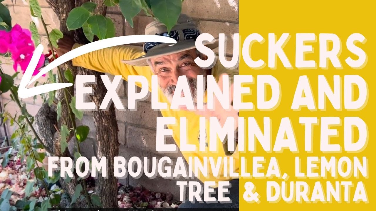 Отпрыски — устранение и пояснения по обрезке бугенвиллеи, лимонного дерева и дуранты — советы по ...
