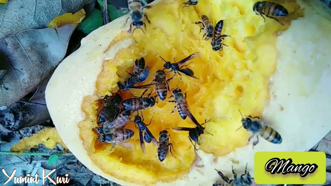 Alimentos naturales para las abejas.