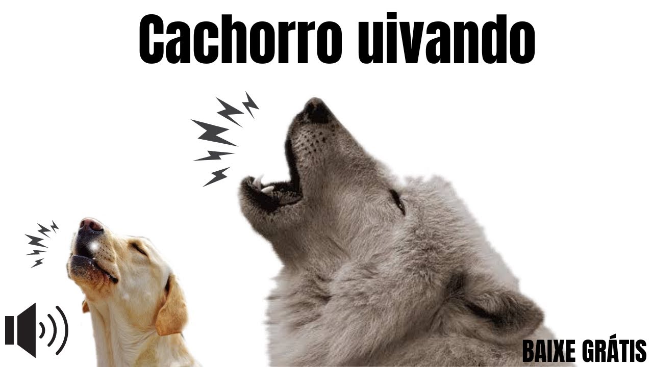 Som para cachorro uivar ( cachorro uivando )