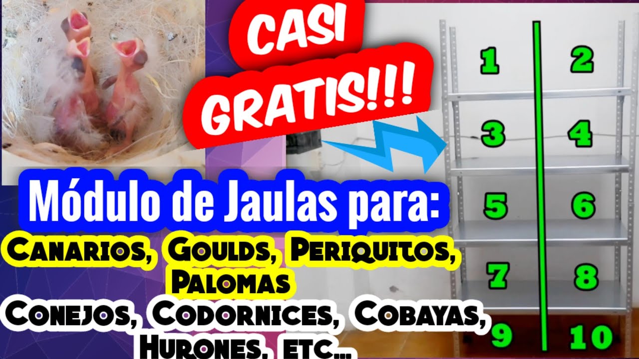 😲FÁCIL, MÓDULO de JAULAS para Canarios, Periquitos, Palomas, Conejos, Cobayas y Otros