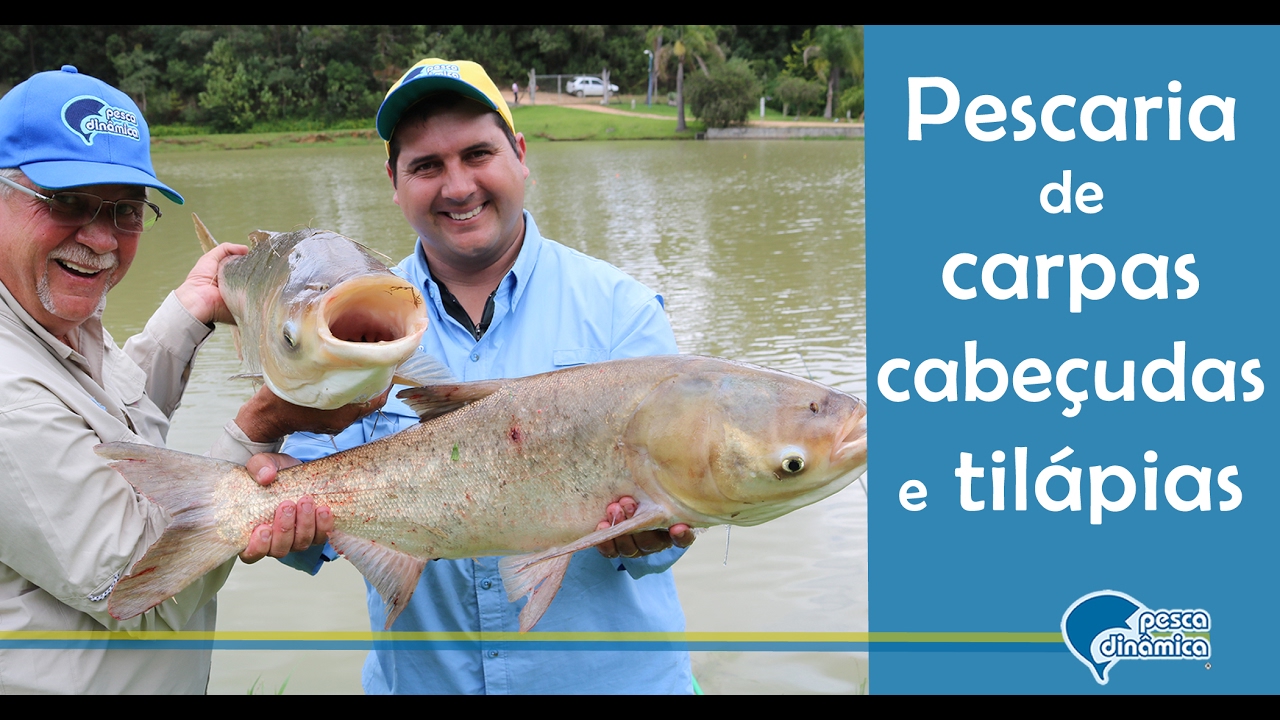 Pesca de Tilápias e Carpas com pastilhas e massas Biguá, a massa milagrosa