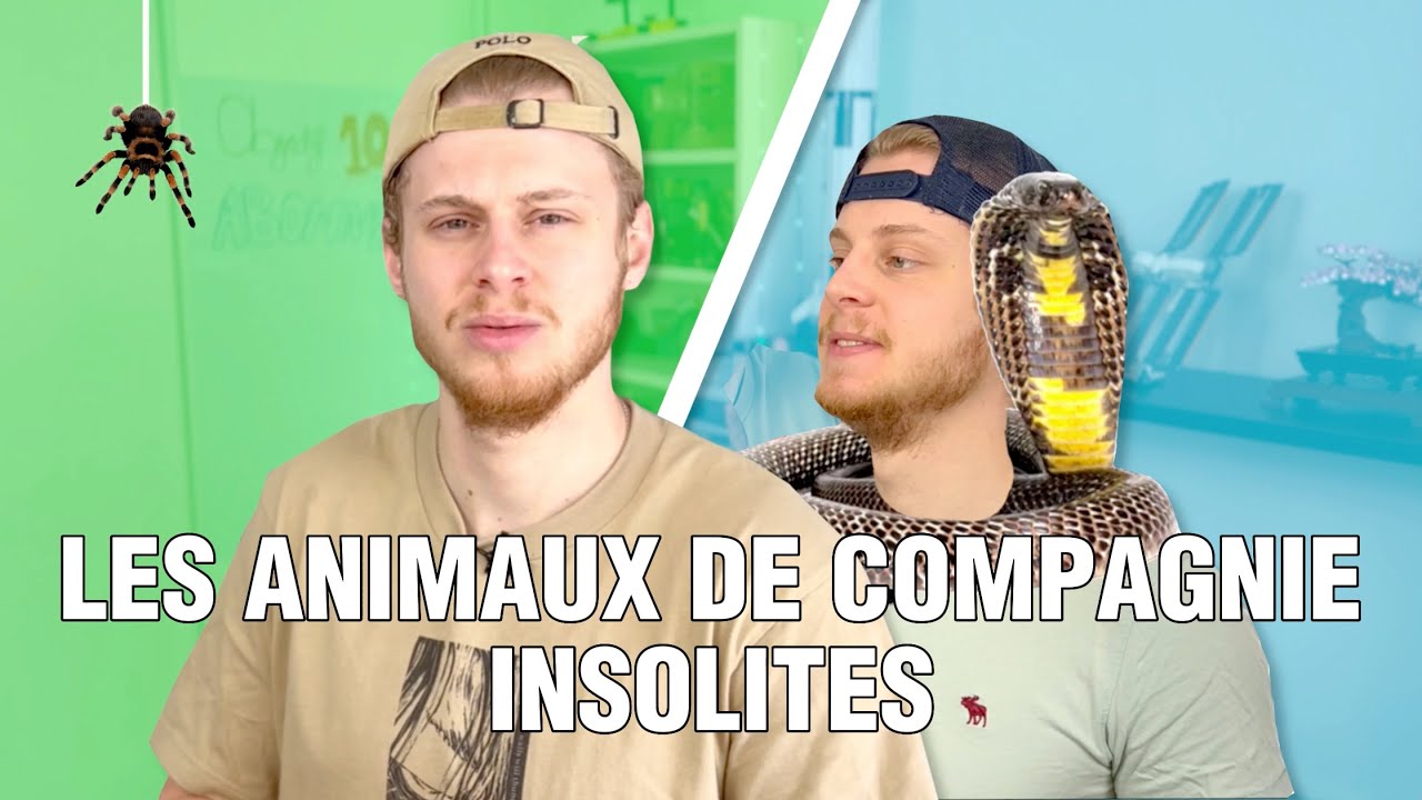 120 - LES ANIMAUX DE COMPAGNIE INSOLITES