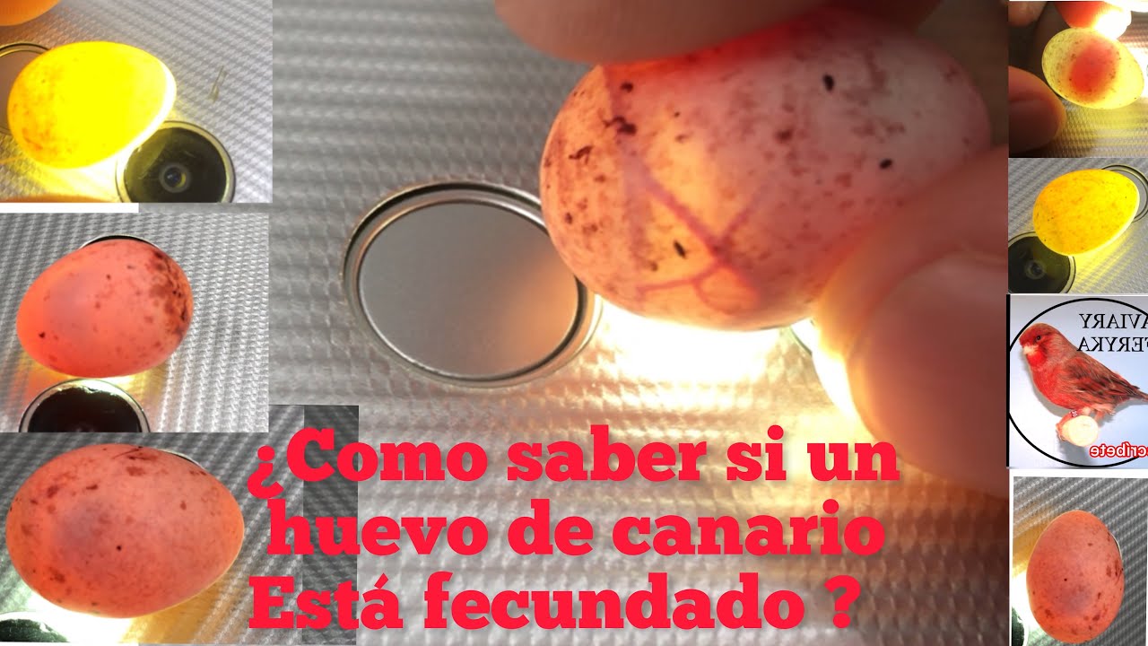 Como saber si un huevo de canario está fecundado o no