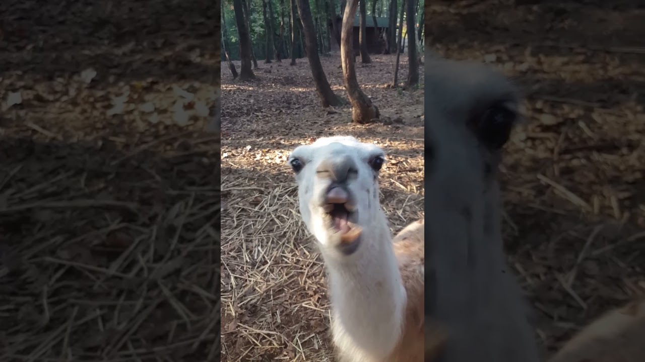 Grumpy Llama Spits at Person!