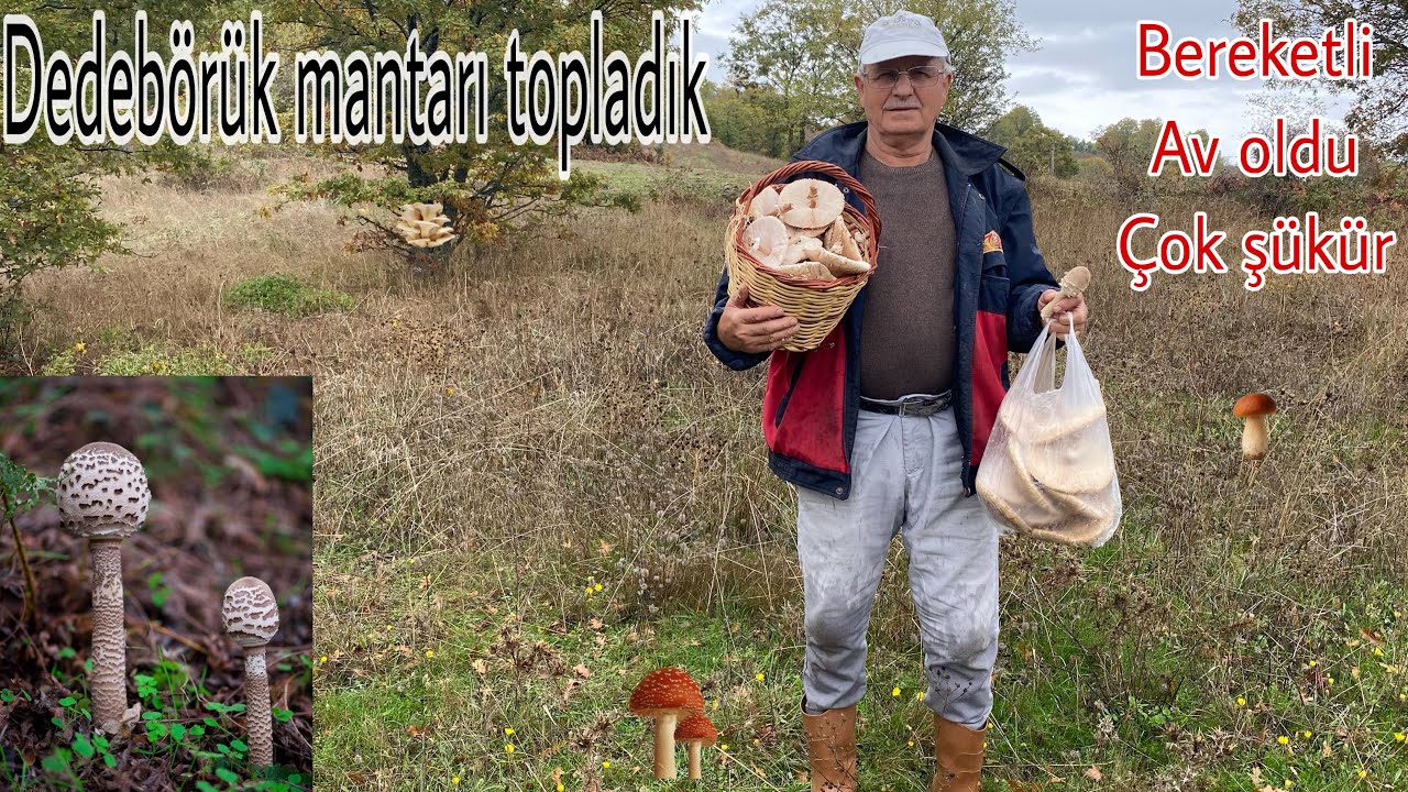 Мы ходили собирать грибы-зонтики с отцом. Гриб-дедбёрюк, кольцевой гриб, дедушкин гриб-шишка, эве...