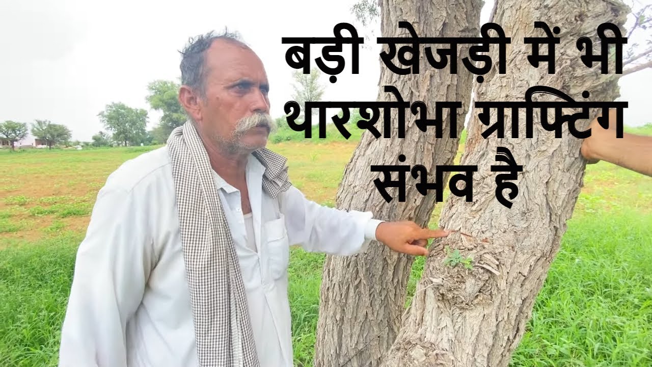बड़ी खेजड़ी पर थारशोभा ग्राफ़्टिंग करने का आसान तरीक़ा