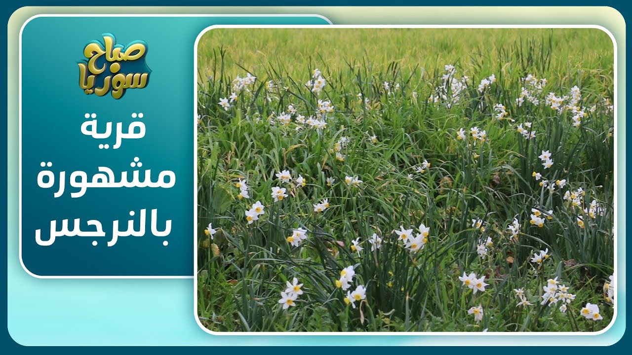 قرية في ريف إدلب تفوح منها رائحة النرجس خلال شباط.. ما قصتها؟ | صباح سوريا