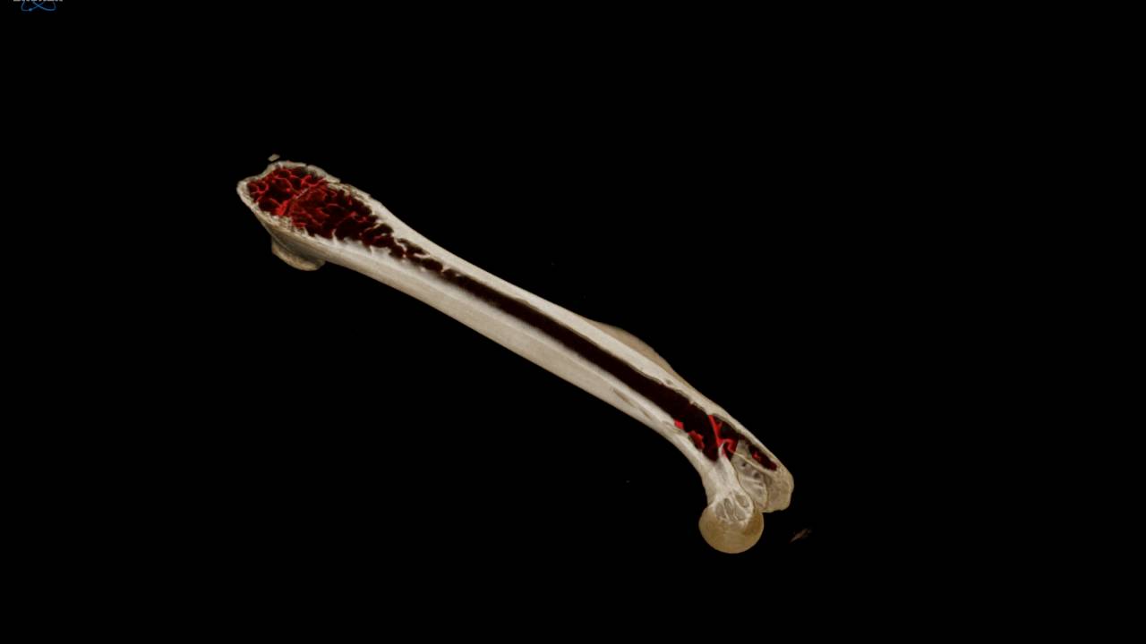 MicroCT reconstructions of the uninjured mouse femur, to reveal cortical and trabecular bone.