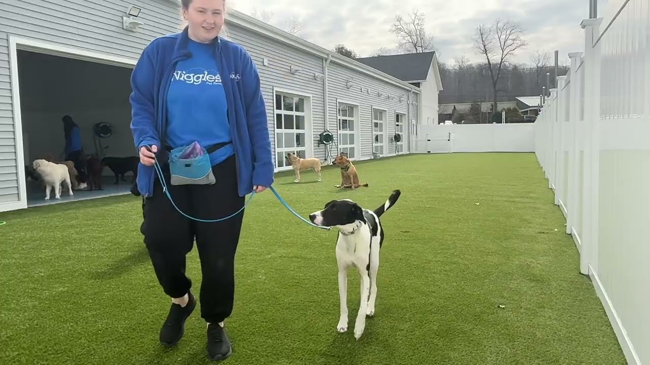 Ringo- Working on wait, sit, down, look, come, leave it, leash walking, and gentle 