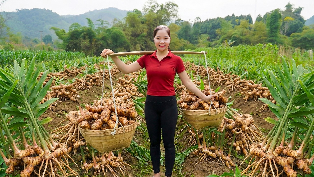 TIME LAPSE - Harvesting 500kg Giant Galangal Roots To Market | Traditional Spice & Medicine