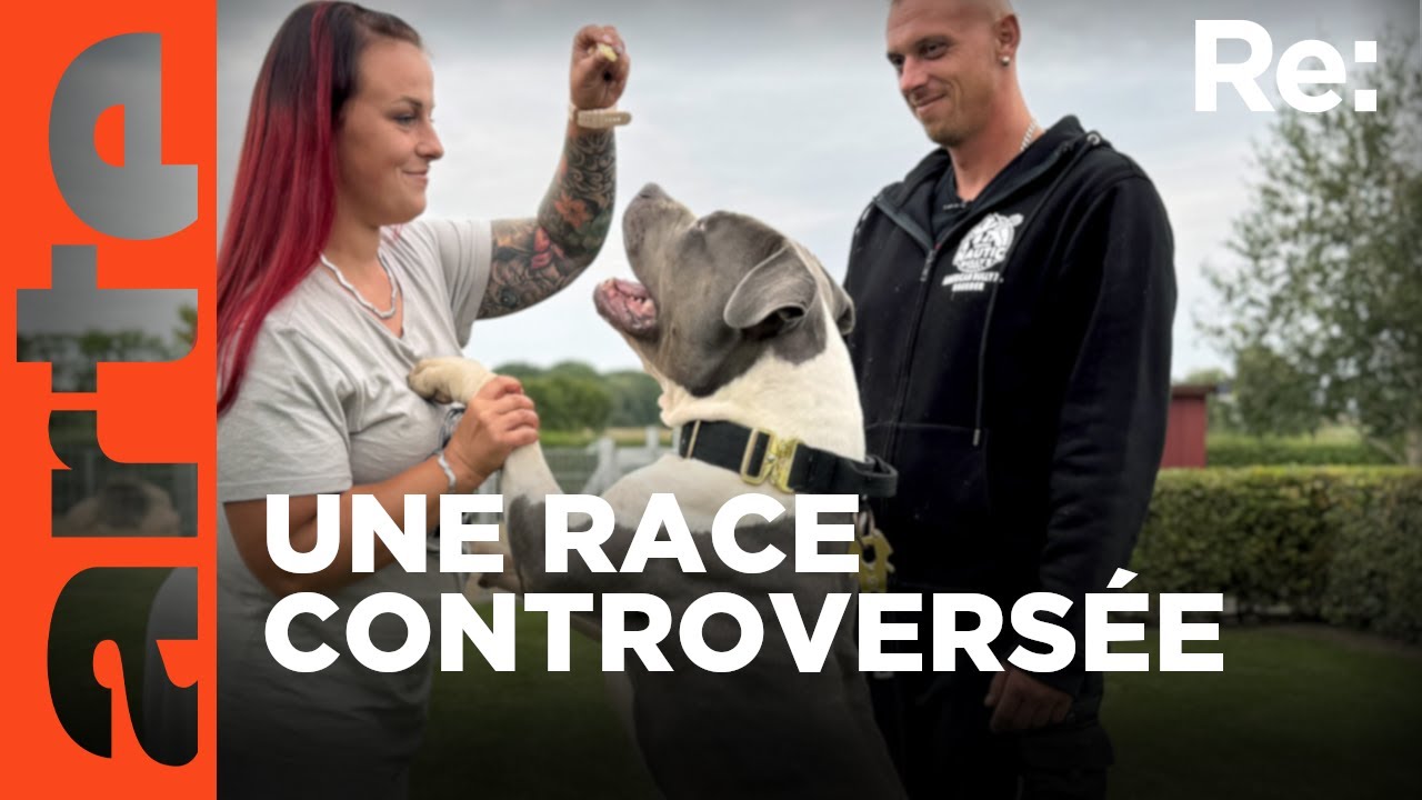 Les XL bullys : des chiens dangereux ? | ARTE Regards