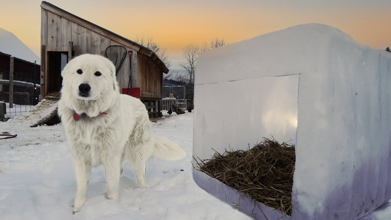 An Ice Cube Dog House for Sub-Zero Temps | Livestock Guardian Dog Housing