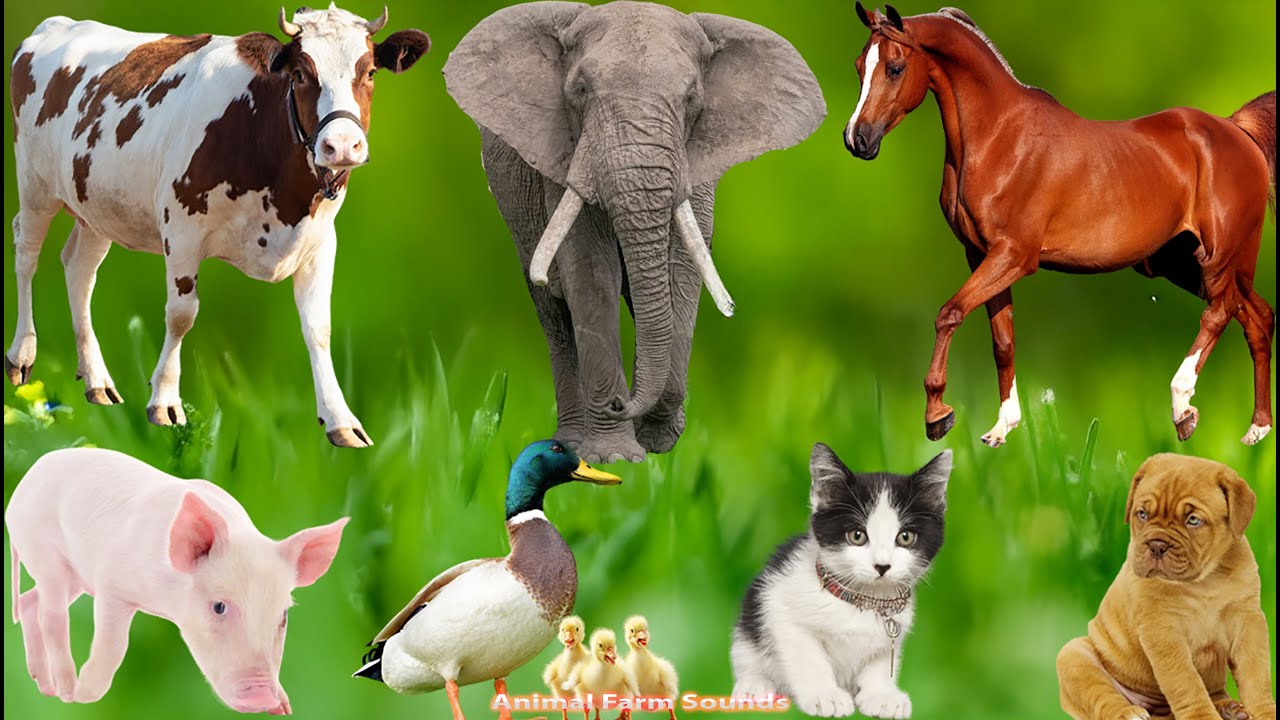 Farm Animal Sounds: Puppy, Rabbit, Parrot, Pig, Bee, Chicken, Dog, Turtle – Cute Animals
