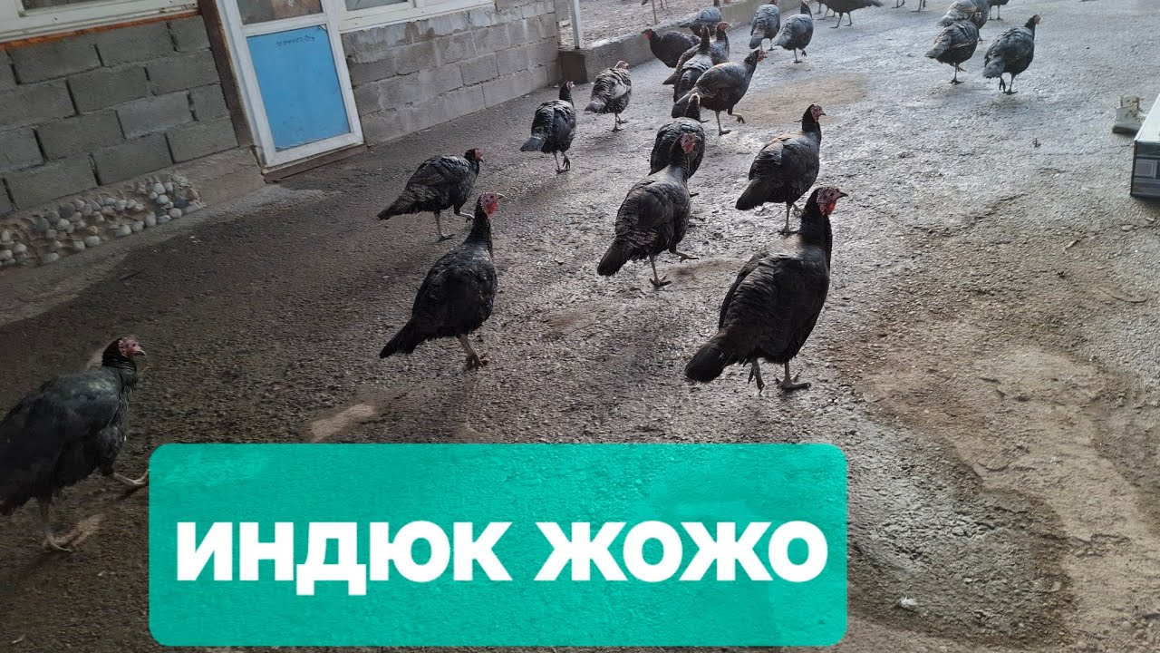 ИНДЮК ЖОЖОСУНО ЗАКАЗ АЛУУ УЛАНУУДА 0776165059 0500009857 0500010839 