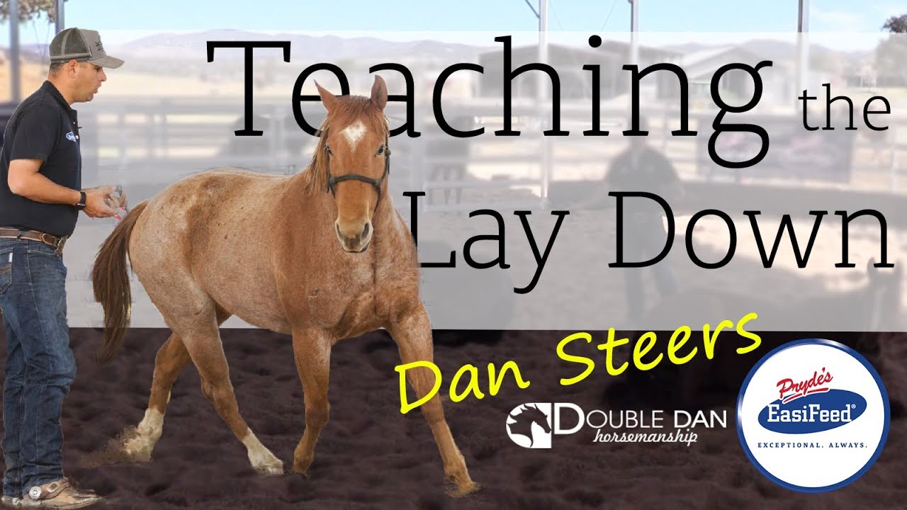 Teaching the Lay Down - Double Dan Horsemanship