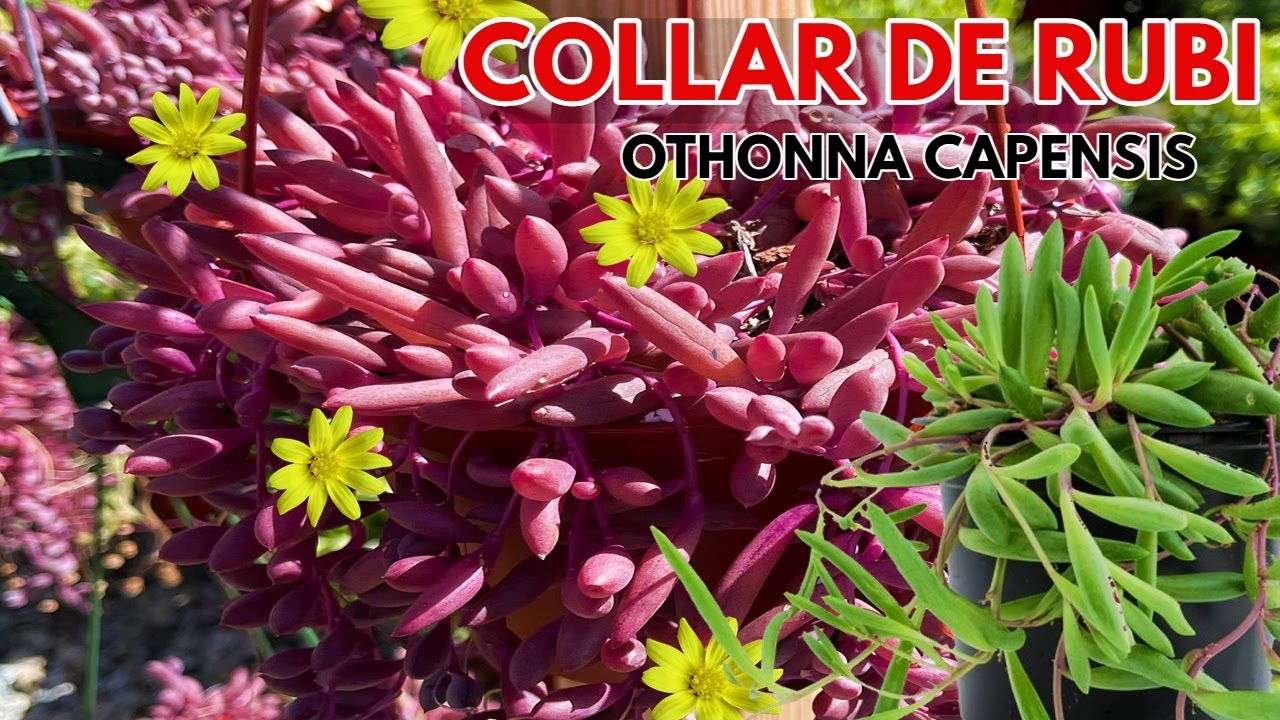 collar de rubi cuidados othonna capensis DONSUCULENTO
