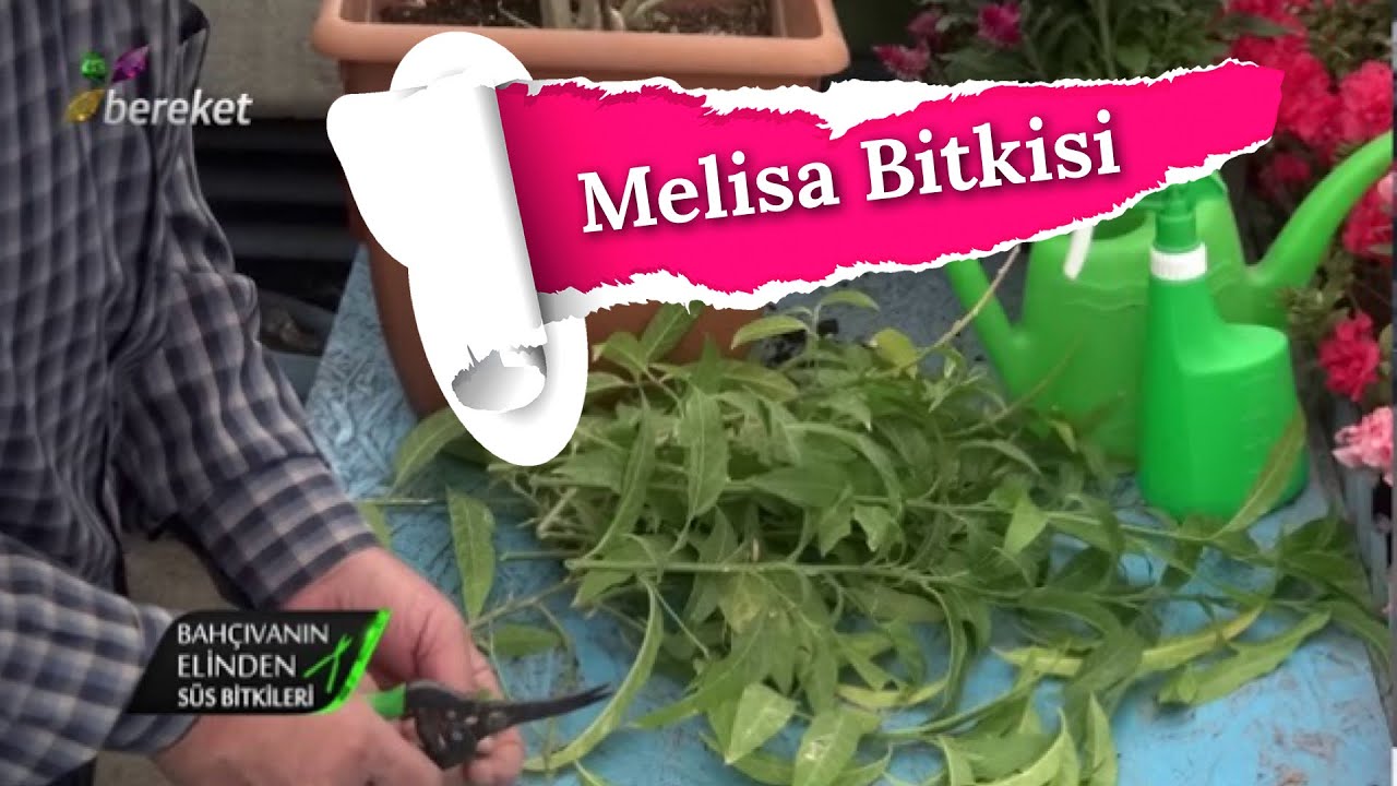 Melisa Bitkisi | İç Mekan Süs Bitkileri