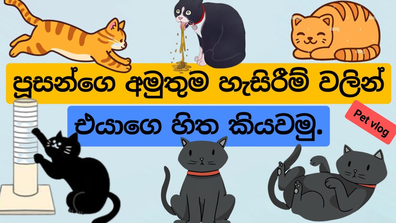 පූසන්ගෙ අමුතු හැසිරීම්