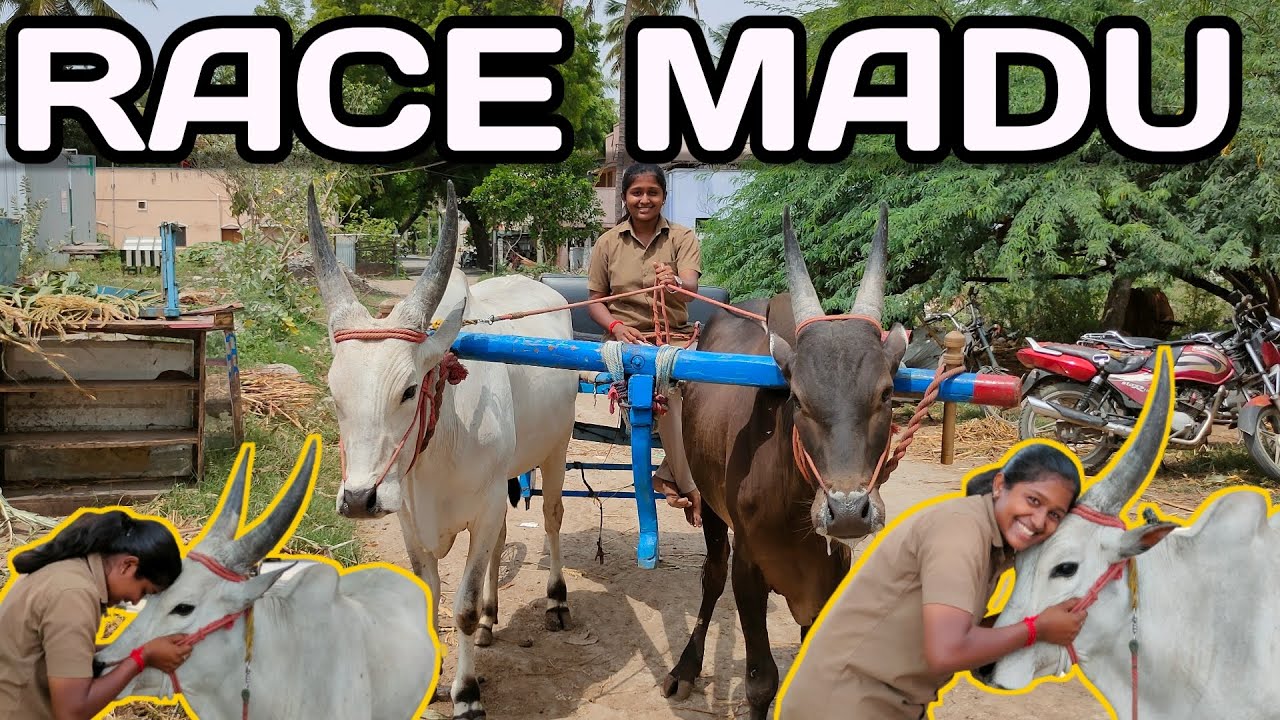 ரேஸ் மாட்டு வண்டியில் ஒரு புது அனுபவம் | Rider Sharmila Official