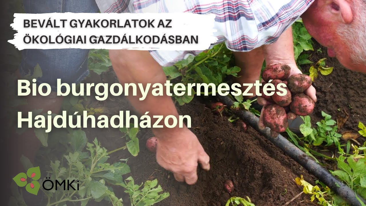 Bevált gyakorlatok az ökológiai gazdálkodásban - Bio burgonyatermesztés Hajdúhadházon
