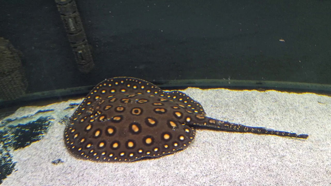 P14 x motoro stingray 12