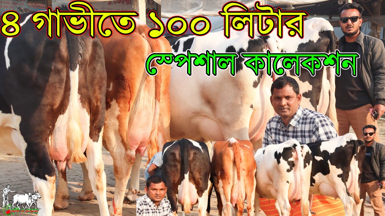 ২৬ সালের শুরুতেই পাবনা সহ দেশ কাঁপানো গাভীর সংগ্রহ বাব্লুেরান্ট৪টি দুধের গাভীতে ১০০ লিঃ গ্যারান্টি