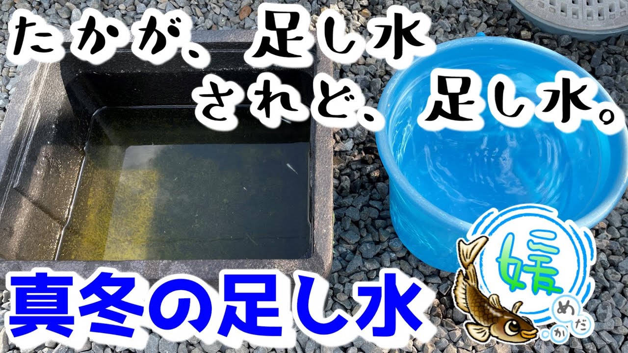 冬場の足し水のやり方～メダカ飼育における冬場の水槽チェックと足し水について～【媛めだか/水道水】