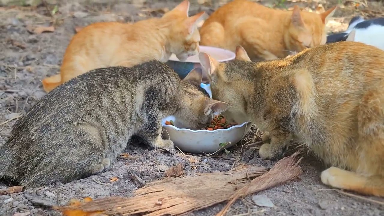 From Care to Pure Joy: Watching My Kittens Bloom | Paw & Hoof Life