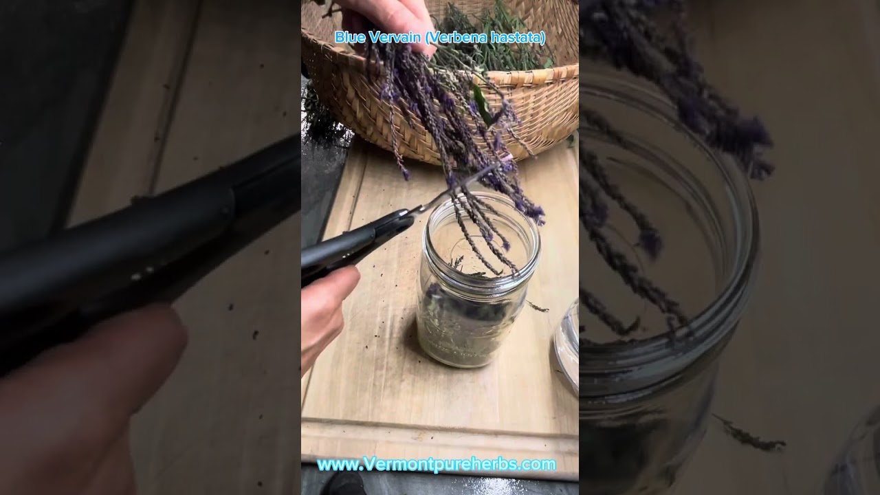 Blue Vervain (Verbena hastata) How to identify, harvest and make a tincture.