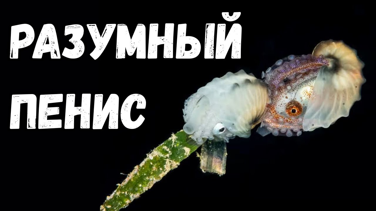 Существо с Самым Странным Размножением