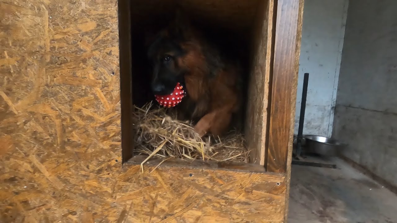 Making a new doghouse for the German Shepherd/Robienie nowej budy dla Owczarka Niemieckiego