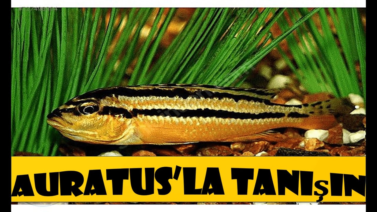 Auratus Balığı Hakkında Herşey . Melonichromis Müthiş Savaşçılar