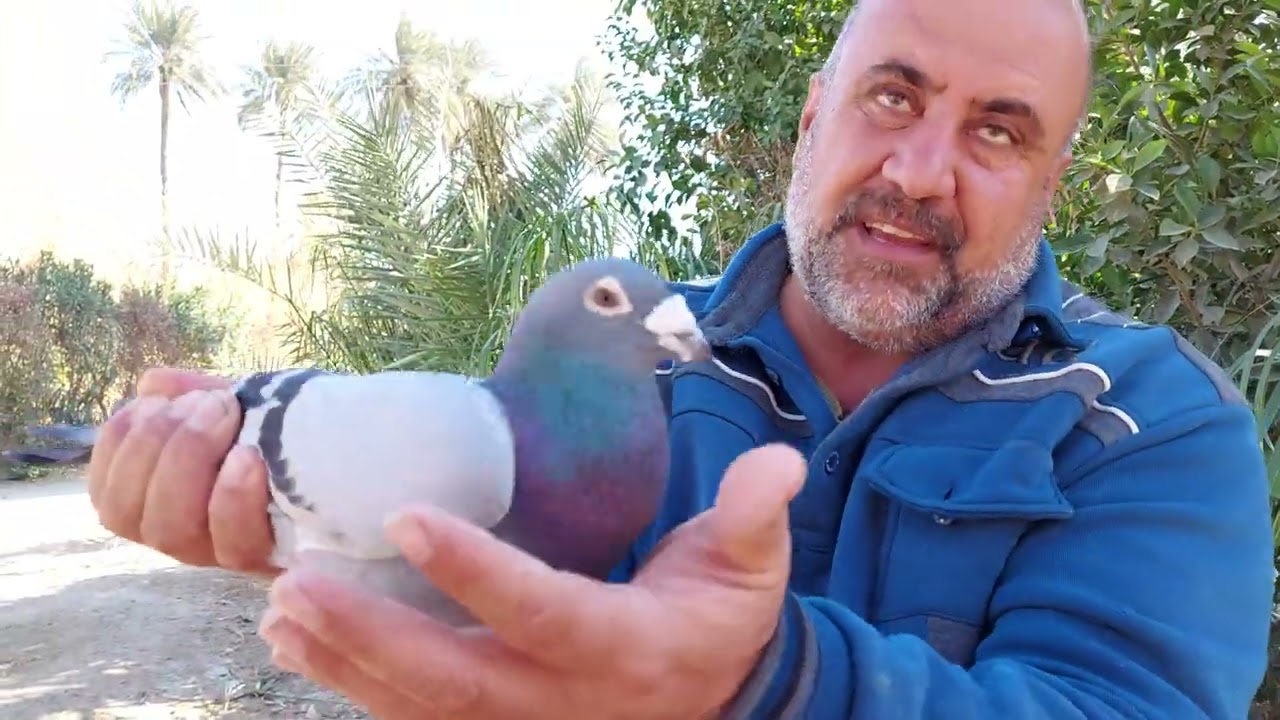 ياالله  نعرض اليكم ستوكات تفريخ مزرعة عدنان ابو علي بابل المسيب ٠٧٧١٣٣٥٣١٣٤