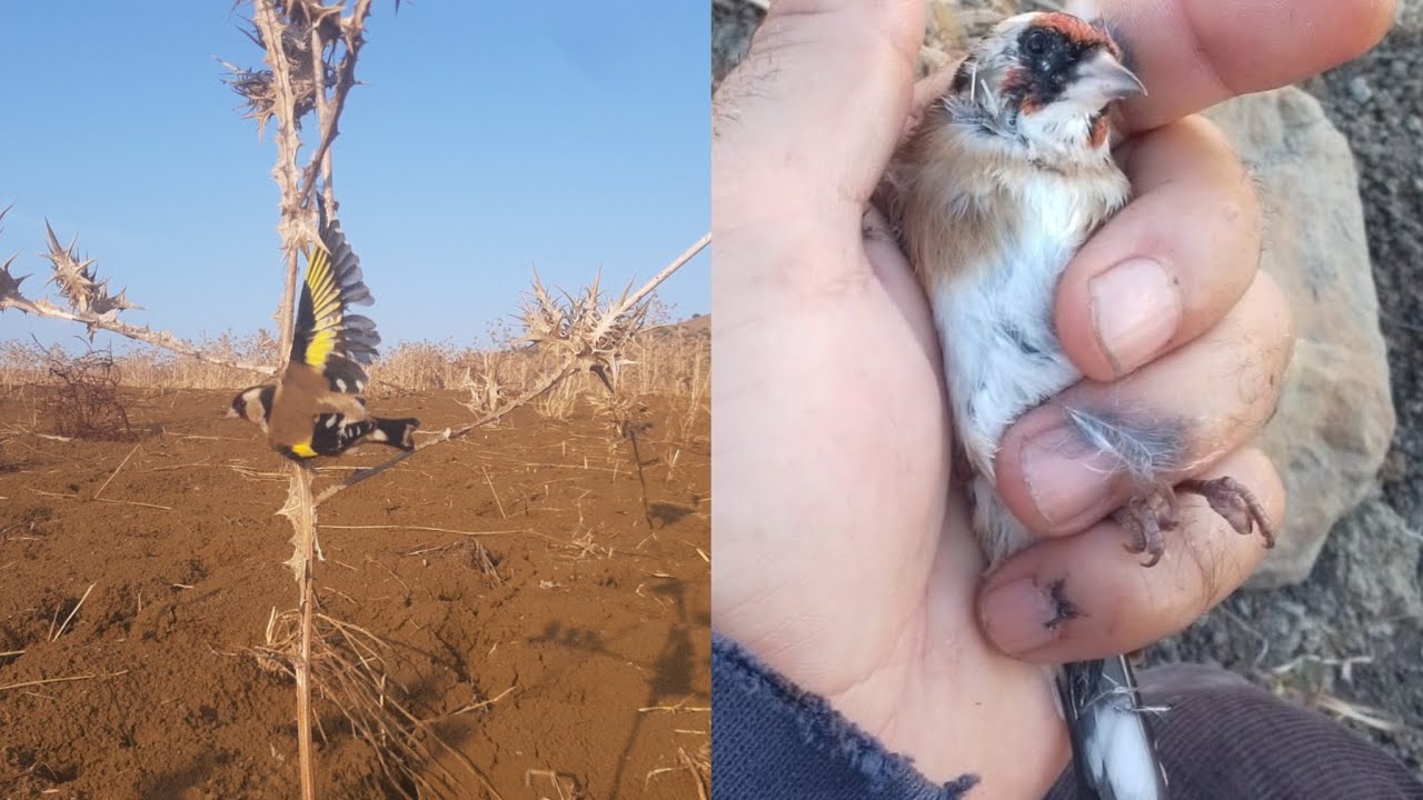 واخيرا💥 صيت طائر الحسون إسباني💪 بسيالة .صيد بطريقة جهنمية 💥 جميل جدا شاهد أحسن فيديو 2025