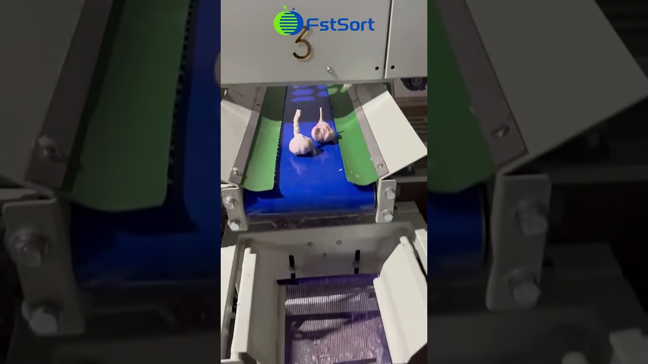 Garlic Size Sorting Machine,Vegetable Grading Packing Production Line,M&aacute;quina Clasificadora De Ajo