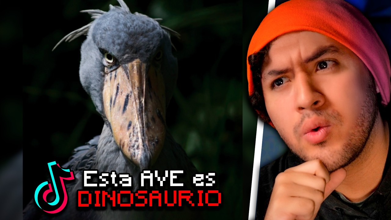 MISTERIOS de TIKTOK muy TERRORÍFICOS