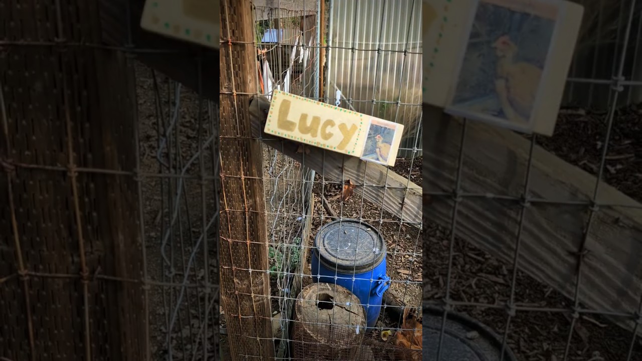 🇺🇲 Kalifornia: kura z gołą szyją. Czy to ofiara przemocy w kurniku? #usashorts #farm #chicken