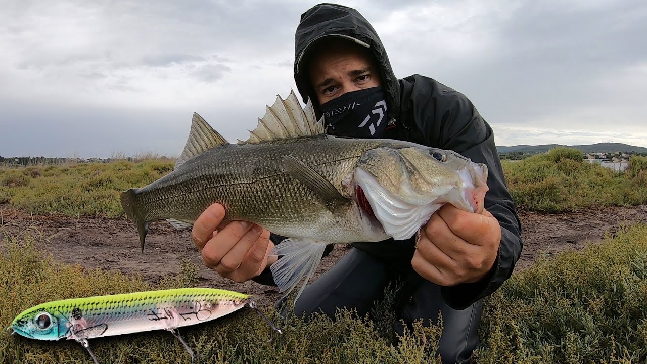 Pêche du BAR en ÉTANG au LEURRE de SURFACE : SUPER SPOOK