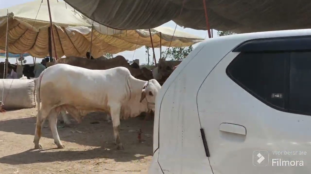 Cow Mandi 2024 , Cattle Mandi 2024 , latest updates #cow #cowmandi #cowmandiupdate #mandikadeewana