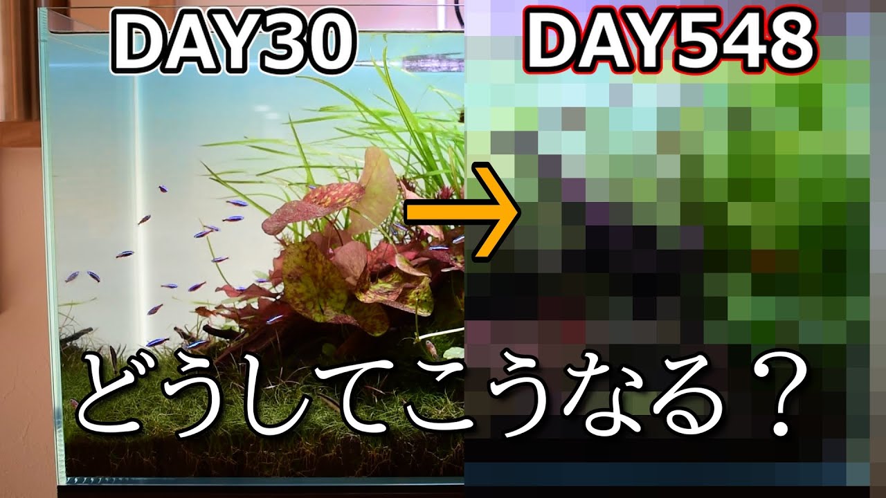 60㎝スイレン水槽が終わりました#86【アクアリウム】