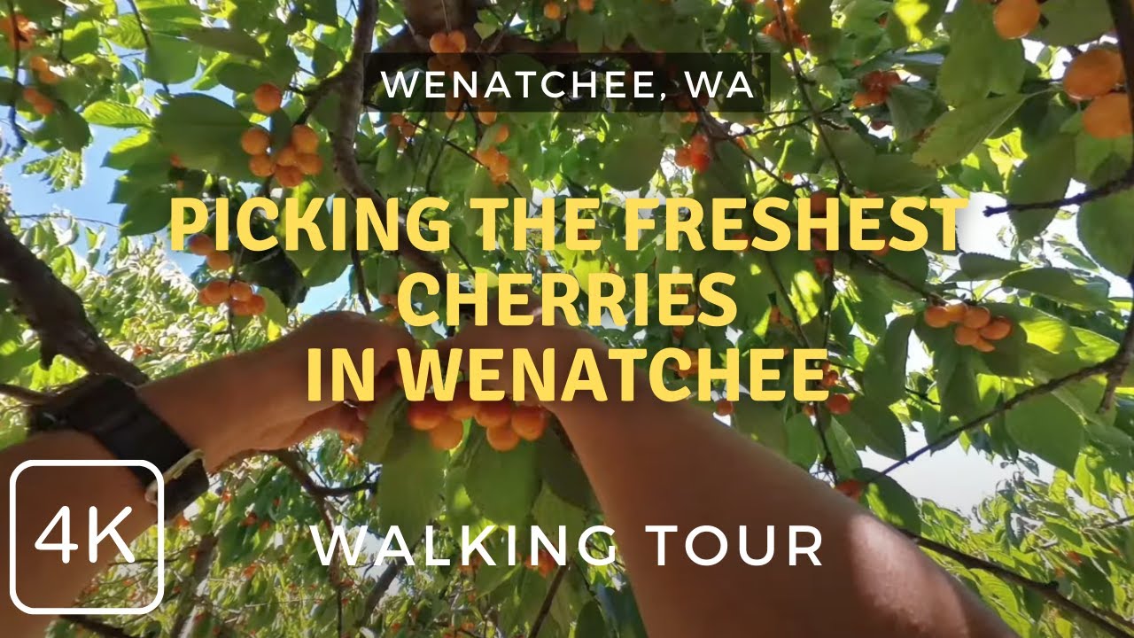 Summer Cherry Picking @ R&J Cherries, Wenatchee, WA 2024 | 4K Walking Tour