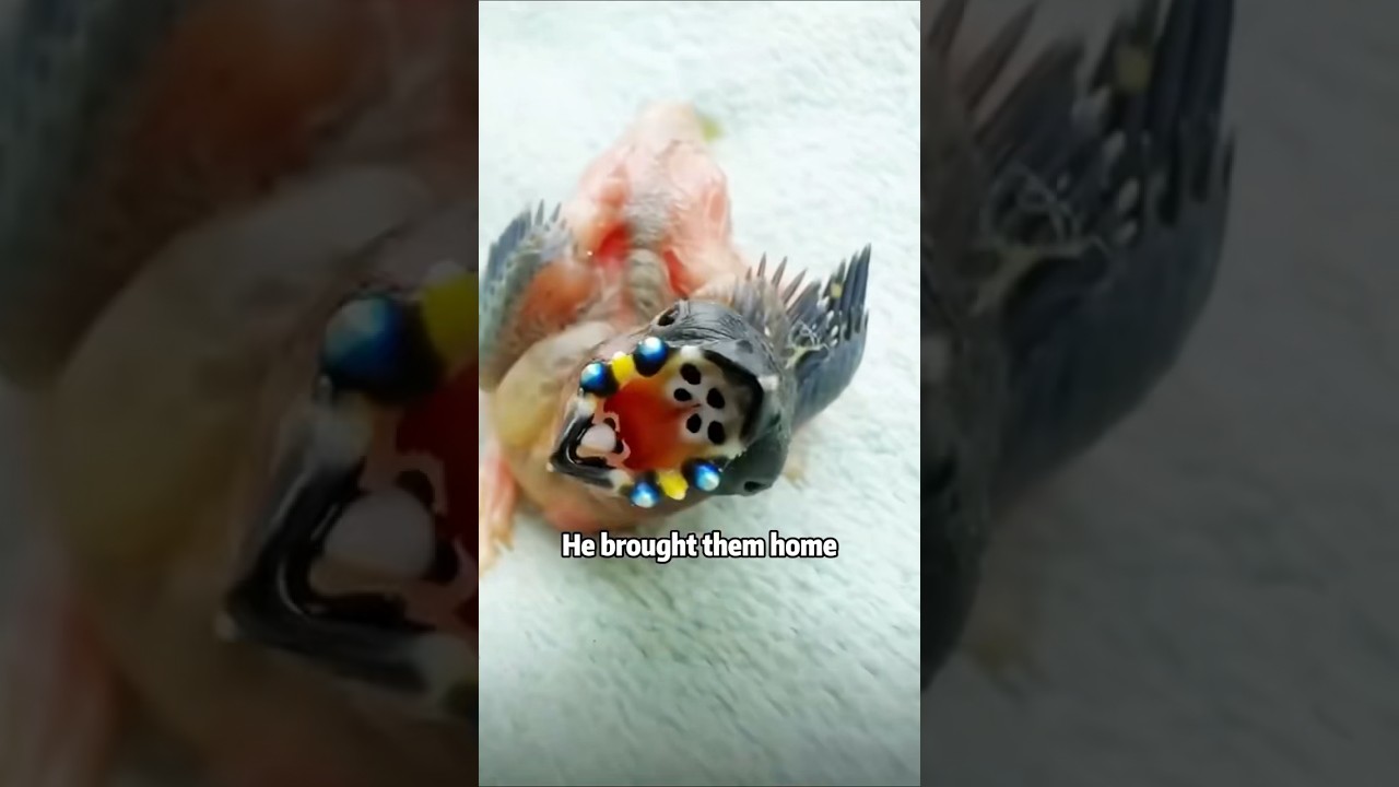 Alittle bird with a weird mouth. #shortvideo #pets #birds