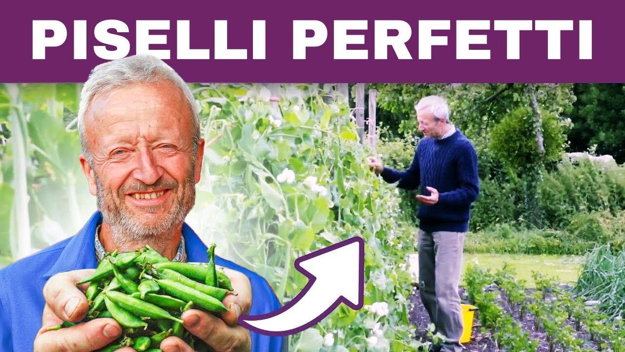 La Tua Guida per Coltivare Piselli Giganti – Piccoli, Grandi e con Baccello Commestibile!