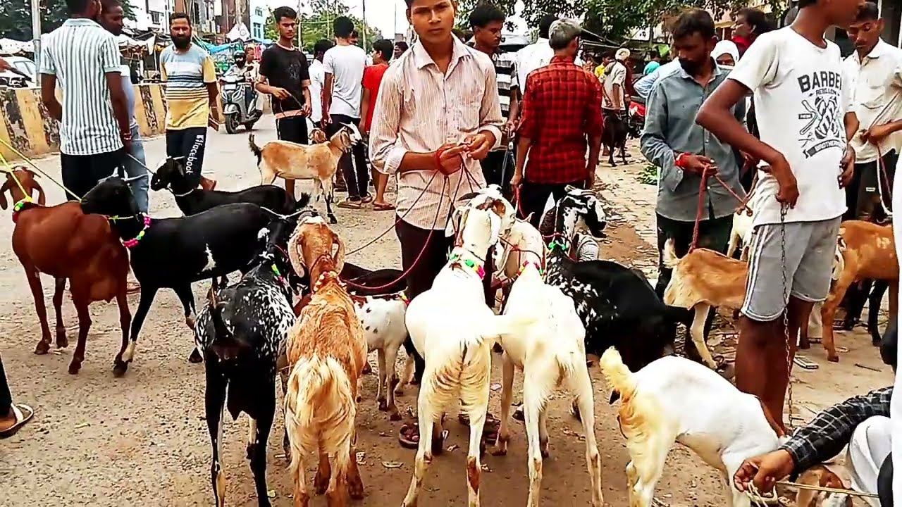 Kanpur bakarganj Bakra Mandi ki video 📸  10 Sunday 2025 8  #Kanpur #bakarganj #funny 