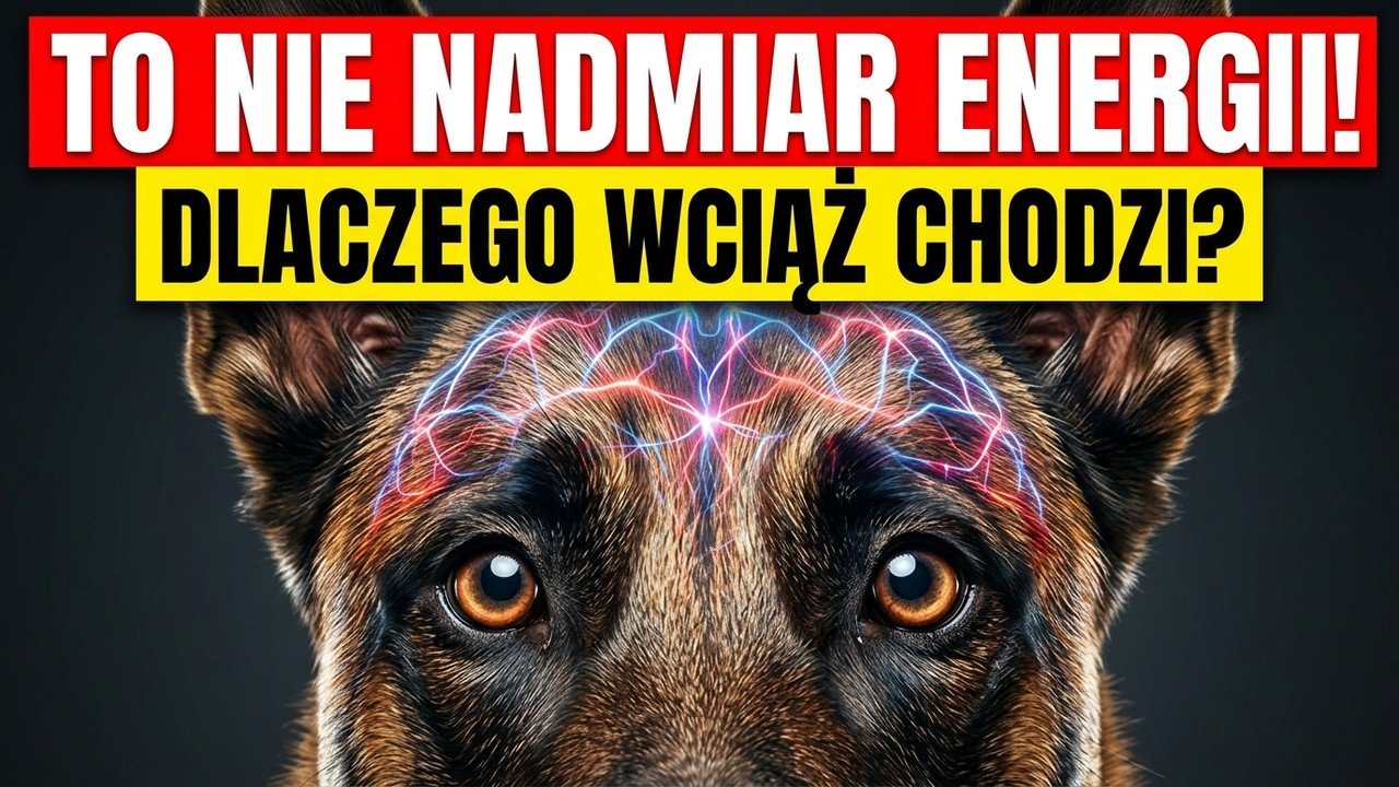 Pies nie potrafi się wyciszyć? To nie nadmiar energii