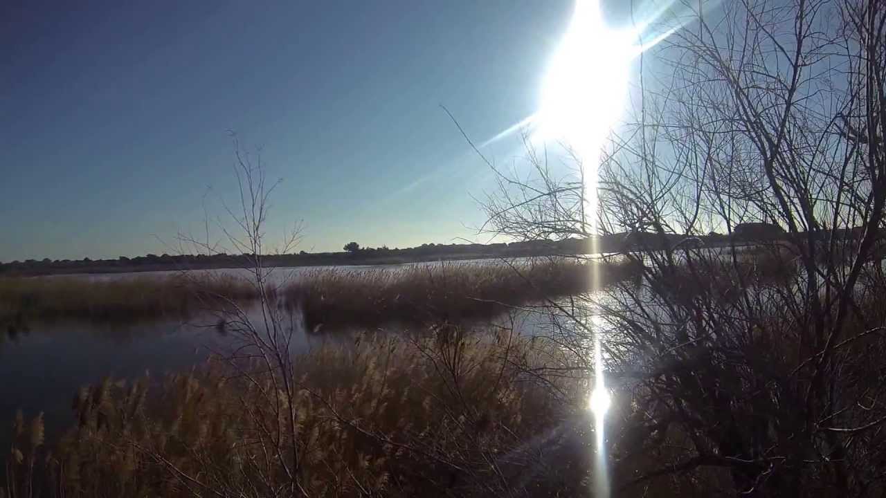 Sanglier camargue n1